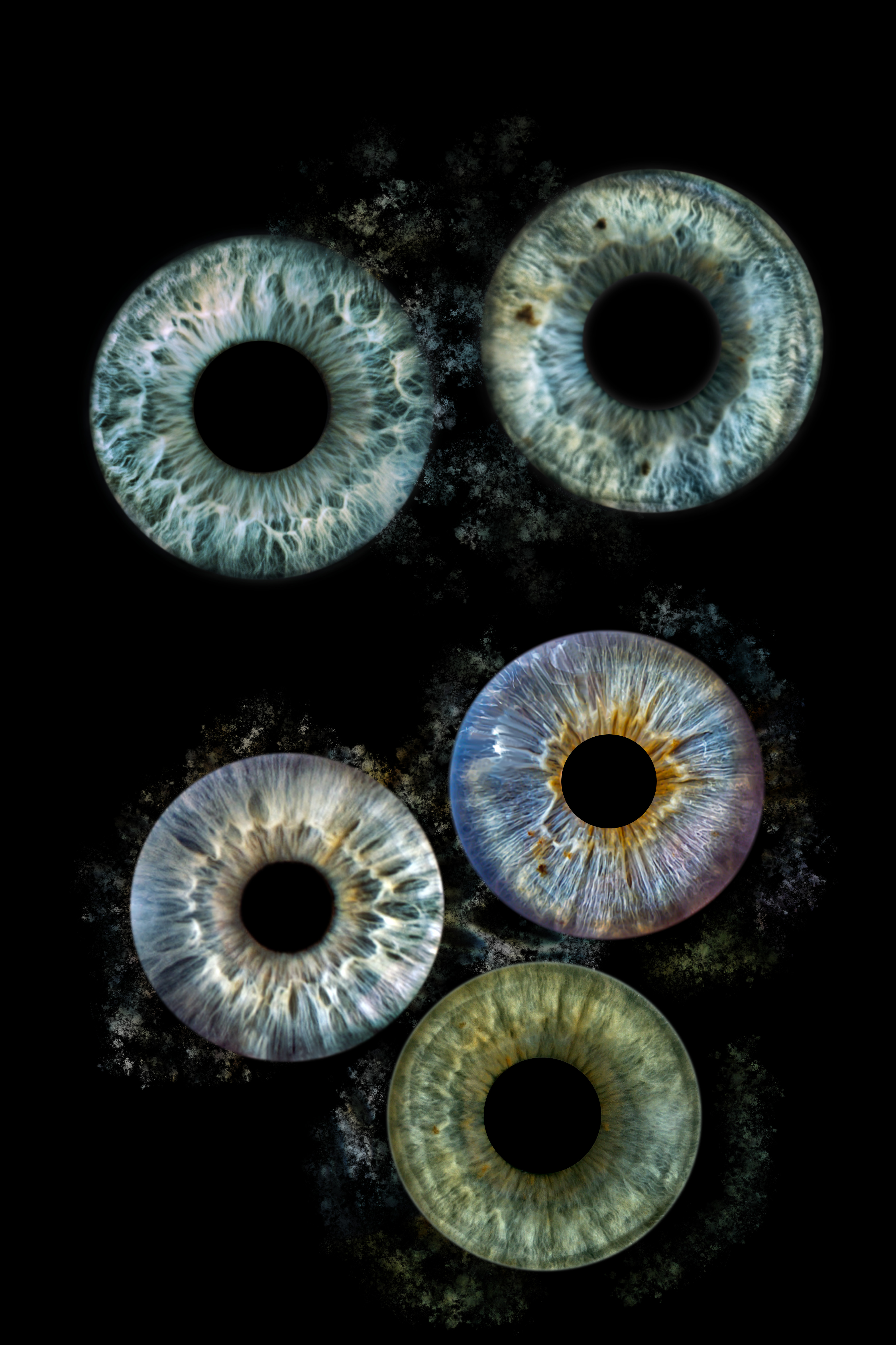 Iris 6